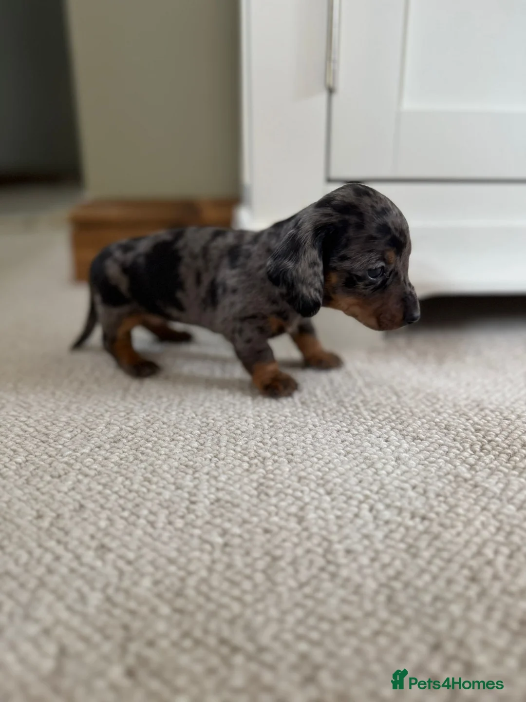 Miniature Dachshund dogs for sale: miniature smooth haired dachshund puppies for sale - Advert 3
