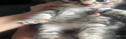 Mixed Breed cats for sale: Beautiful female grey tabby kittens - Advert 13