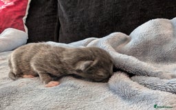Mixed Breed cats for sale: 5 Kittens - Black, White, and Grey - Image 3