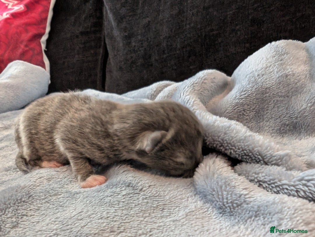Mixed Breed cats for sale: 5 Kittens - Black, White, and Grey - Image 3