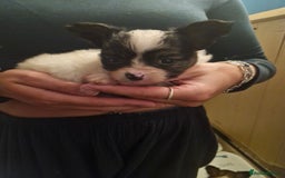 Papillon dogs for sale: KC Papillon. DNA health tested parents - Image 13