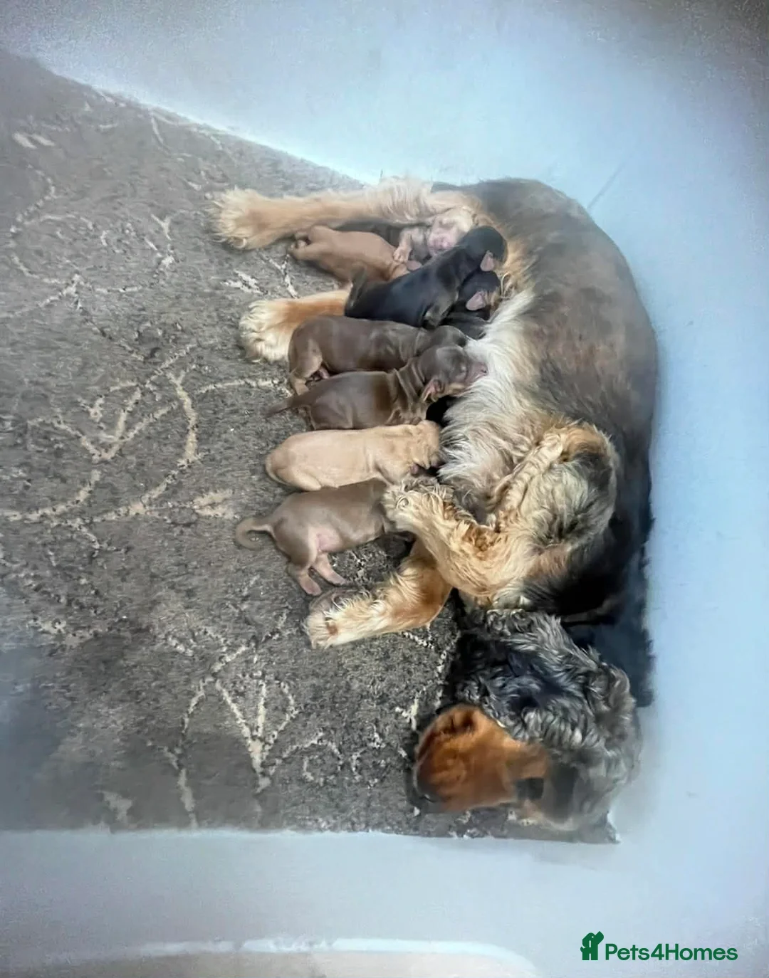 Cockapoo dogs for sale: Cockapoos  - Advert 25