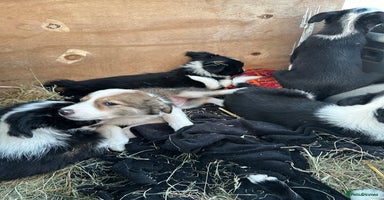 Border Collie dogs - Advert 3
