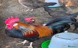 Chickens poultry for sale: Trio of brown leghorns  - Image 1