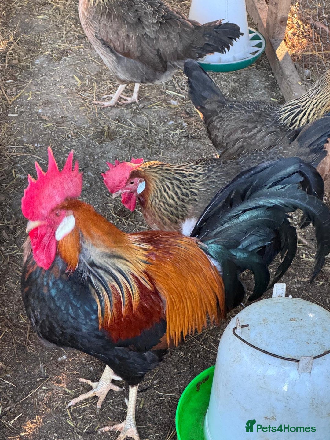 Chickens poultry for sale: Trio of brown leghorns  - Image 1