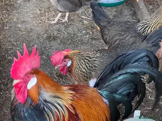 Chickens poultry Trio of brown leghorns - Advert 7