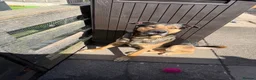 Mixed Breed dogs for sale: new home for both boys in Newcastle - Advert 3