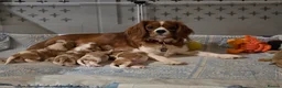Cavalier King Charles Spaniel dogs for sale: King Charles Cavalier - Lady's first litter kc reg - Advert 8