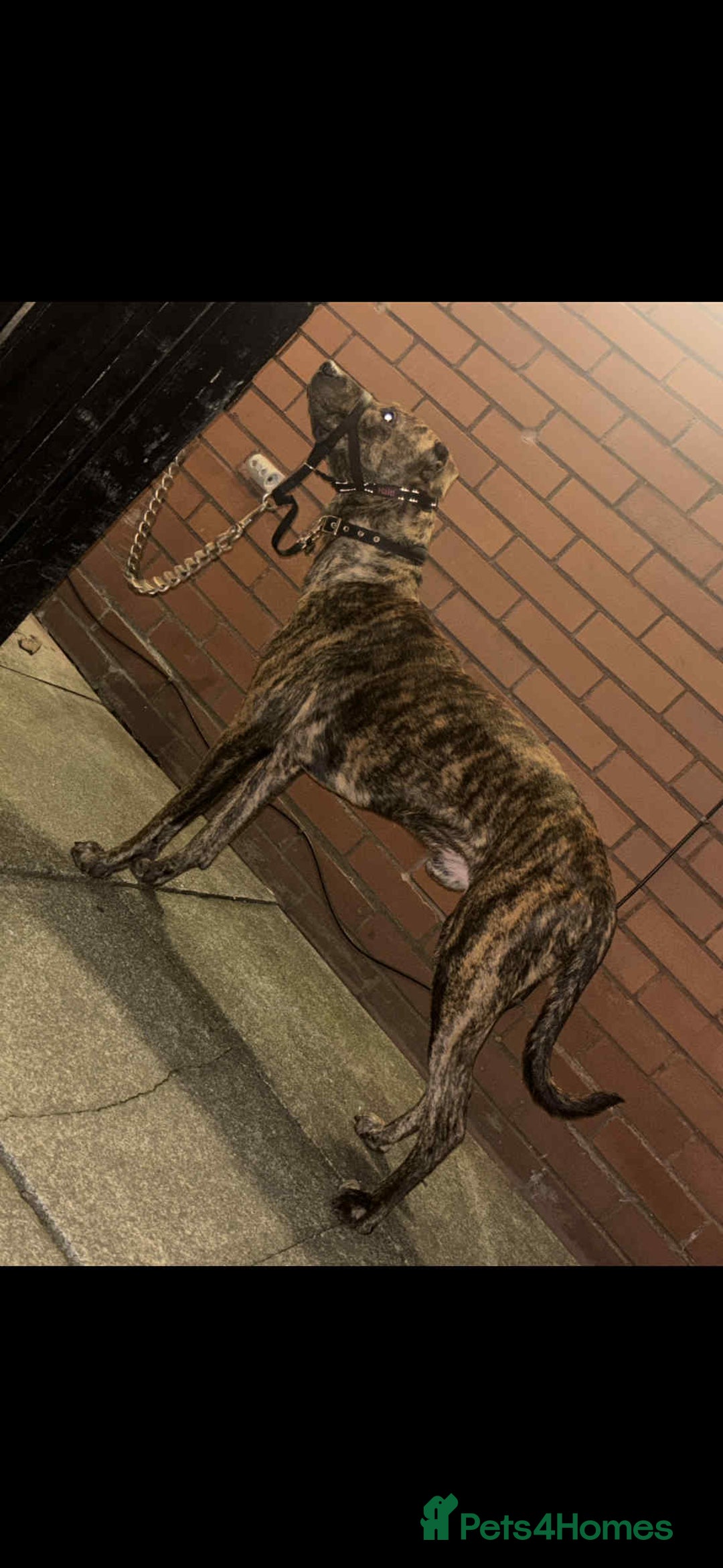 Mixed Breed dogs for sale: Looking for a loving home  - Advert 5