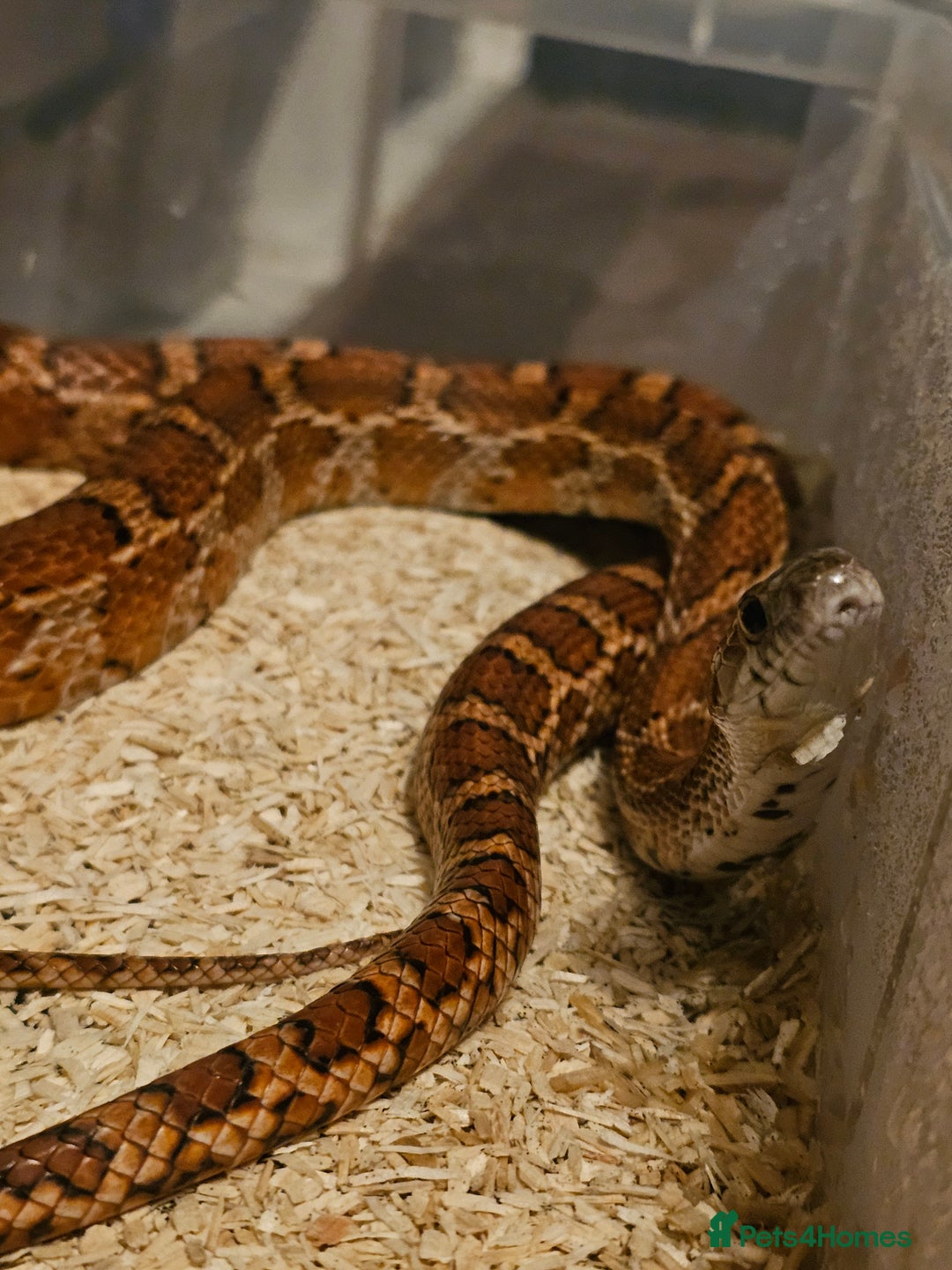 Corn Snake reptiles for sale: Male Normal het scaleless corn snake - Image 4