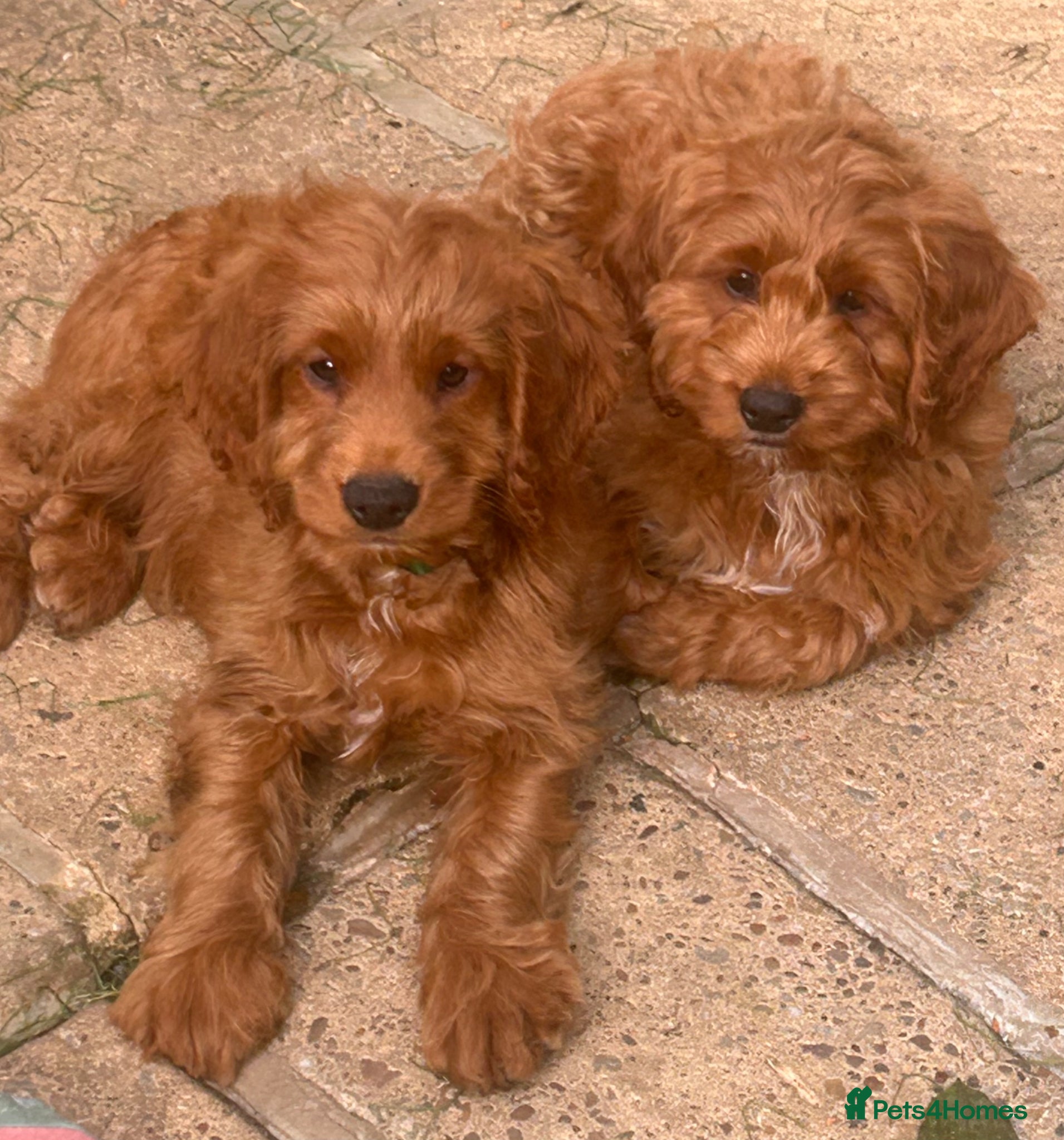 Cockapoo dogs READY NOW! RED F1 HEALTH-CHECKED TOY COCKAPOOS - Advert 1