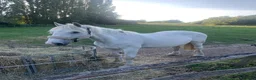 Irish Draught horses for sale: Class 1 weight carrier Irish draught  - Advert 4
