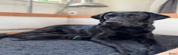 Labrador Retriever dogs for sale: Litter of Working Labrador Retriever Puppies - Advert 7