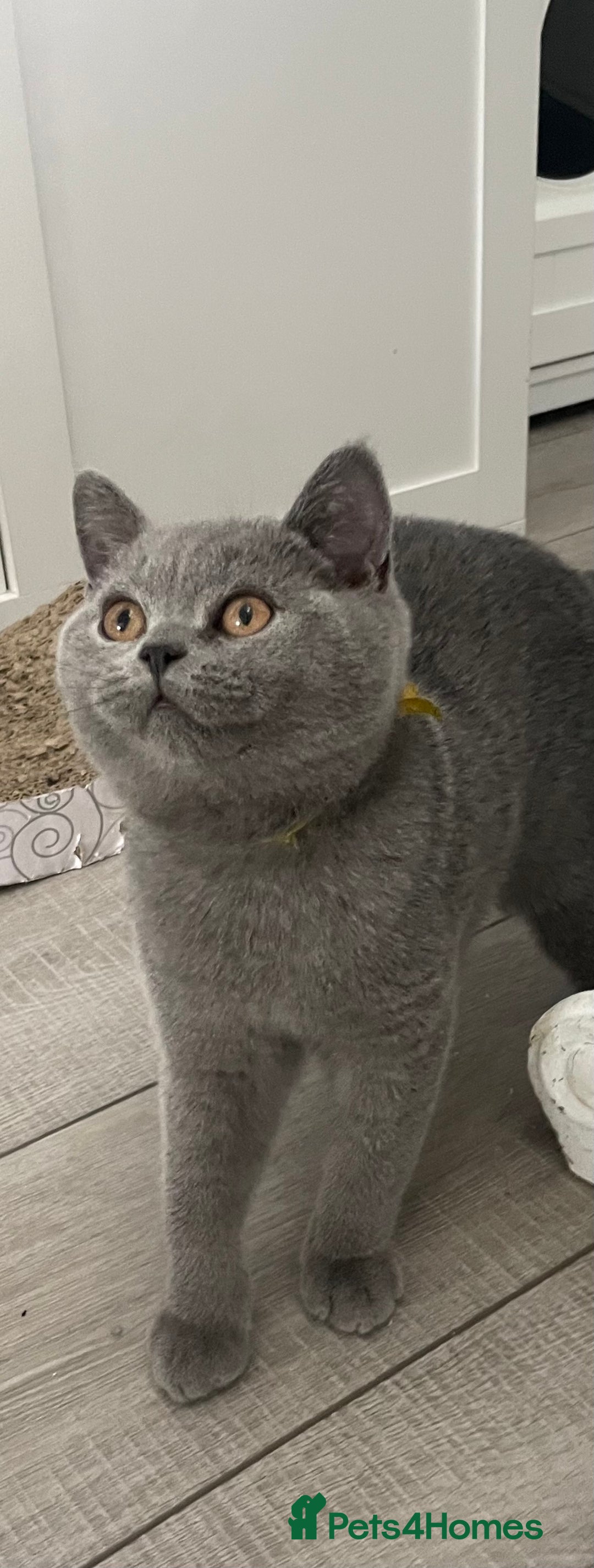 British Shorthair cats for sale: 🔥💗 BLUE FEMALE KITTEN READY NOW 💗🔥 - Image 4