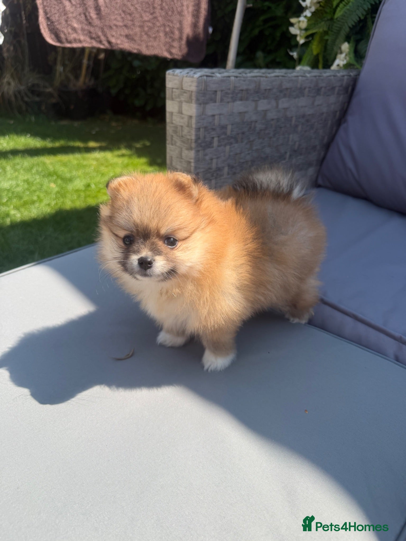 Pomeranian dogs 🧡 KC ORANGE SABLE POMERANIAN GIRL 🧡 - Advert 11