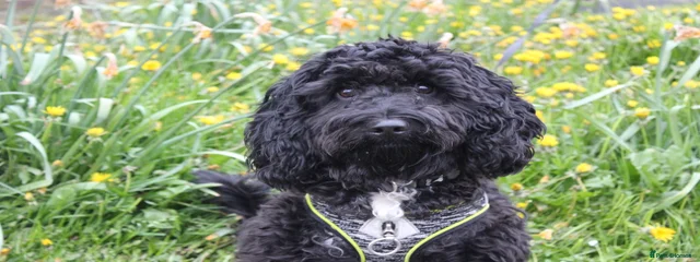 Winnie