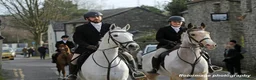 English Thoroughbred horses for sale: POPPY 16.1HH 8 YEAR OLD BOMBPROOF ALL ROUNDER - Advert 3