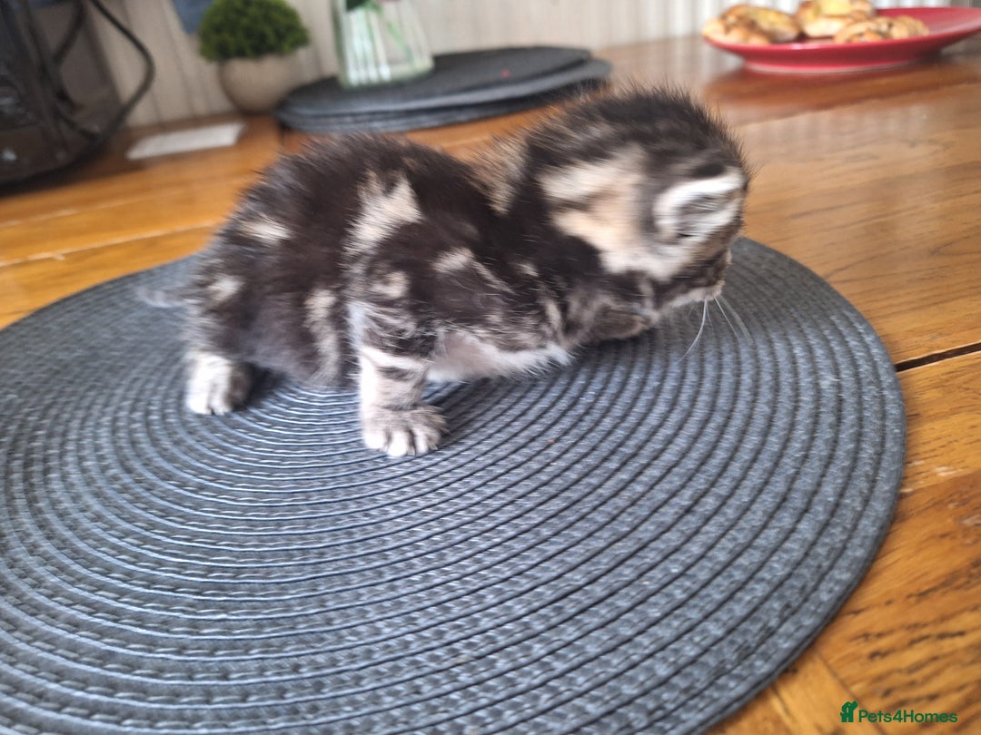 Mixed Breed cats for sale: 🐾 Adorable Kittens Looking for Loving Homes! 🐾 - Image 7