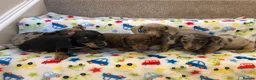 Miniature Dachshund dogs for sale: Beautiful tiny miniature dachshund puppies - Advert 3