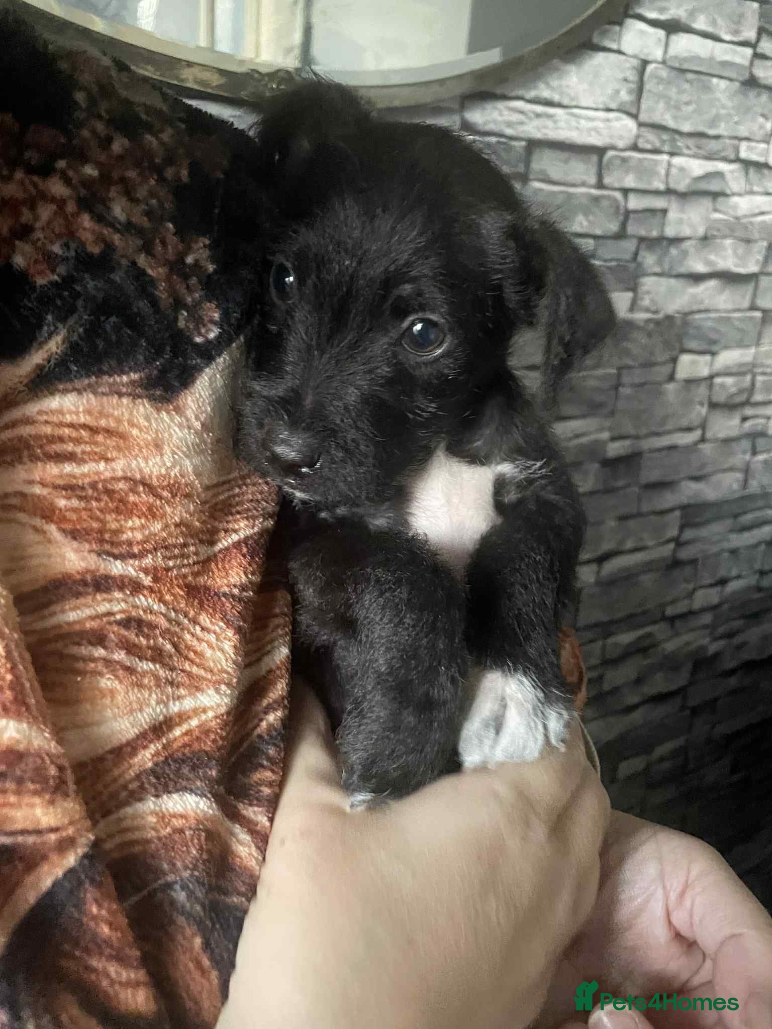Patterdale Terrier dogs Pure Patterdale Terrier Pups Ready to go Now! - Advert 3