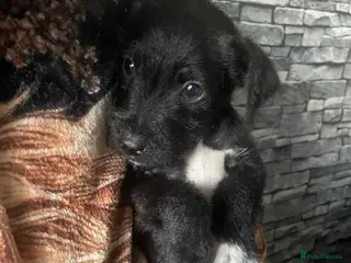 Patterdale Terrier dogs Pure Patterdale Terrier Pups Ready to go Now! - Advert 3