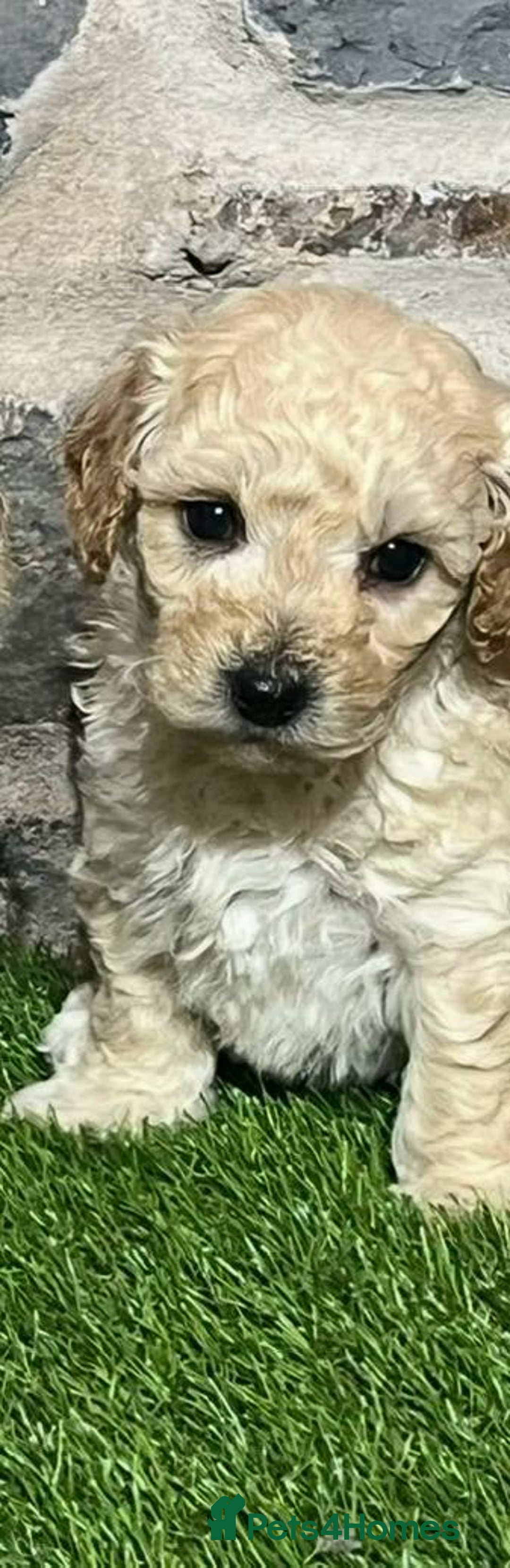 Poochon dogs for sale: Poochons Ready  **  Eve - Advert 11