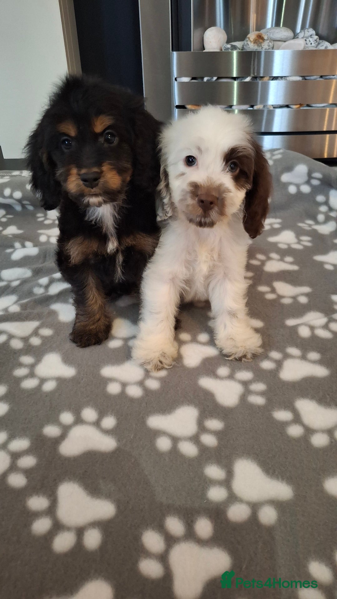 Cockapoo dogs for sale: Health tested show type cockapoo puppies! - Image 7