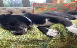 Mixed Breed dogs for adoption: Meet Benni, currently residing in Surrey - Image 5