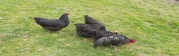 Chickens poultry for sale: Jersey Giants Chickens - Advert 7
