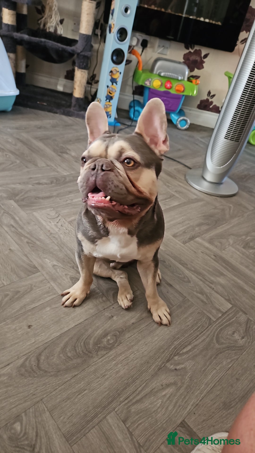 French Bulldog dogs for stud: French bulldog for stud  - Advert 2