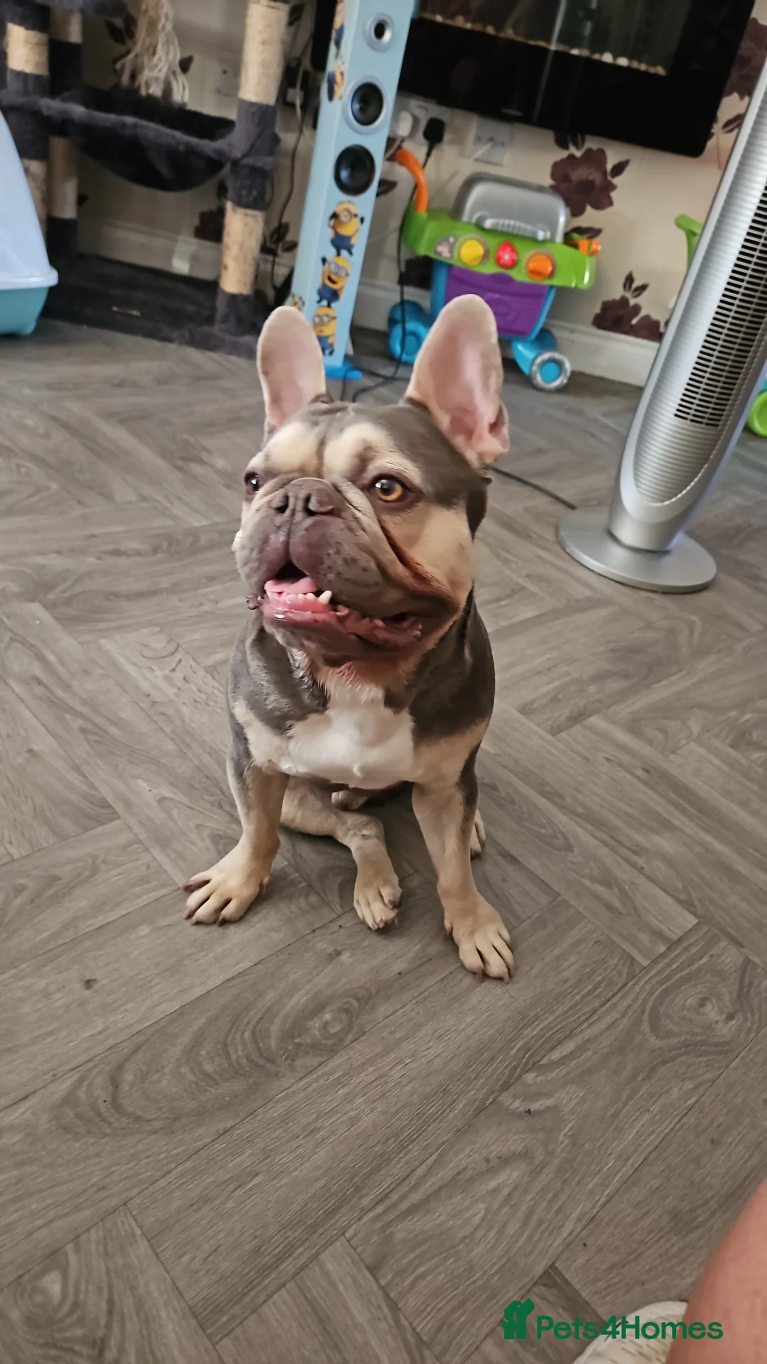 French Bulldog dogs for stud: French bulldog for stud  - Advert 2