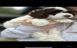 Cockapoo dogs for sale: Cockapoo Babies - Image 13
