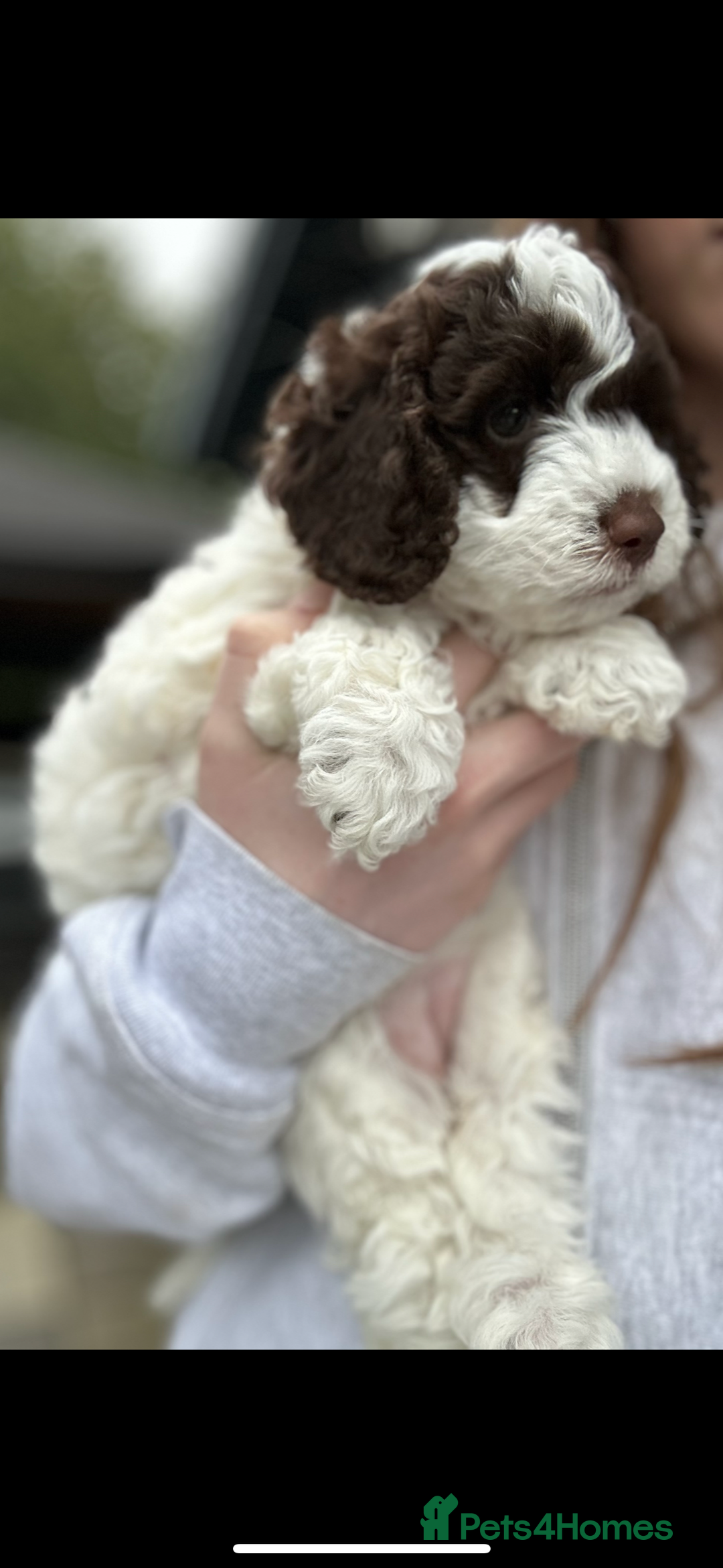 Cockapoo dogs for sale: Cockapoo Babies - Image 13