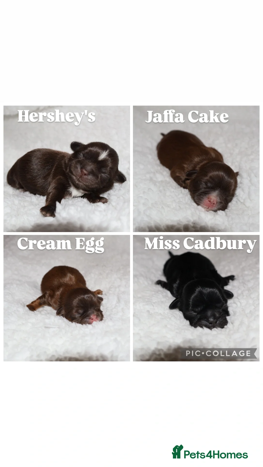 Shih Tzu dogs ⭐️ 5 STAR IMPERIAL SHIH TZU PUPPIES ⭐️ - Advert 1