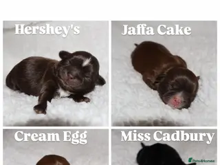 Shih Tzu dogs ⭐️ 5 STAR IMPERIAL SHIH TZU PUPPIES ⭐️ - Advert 1