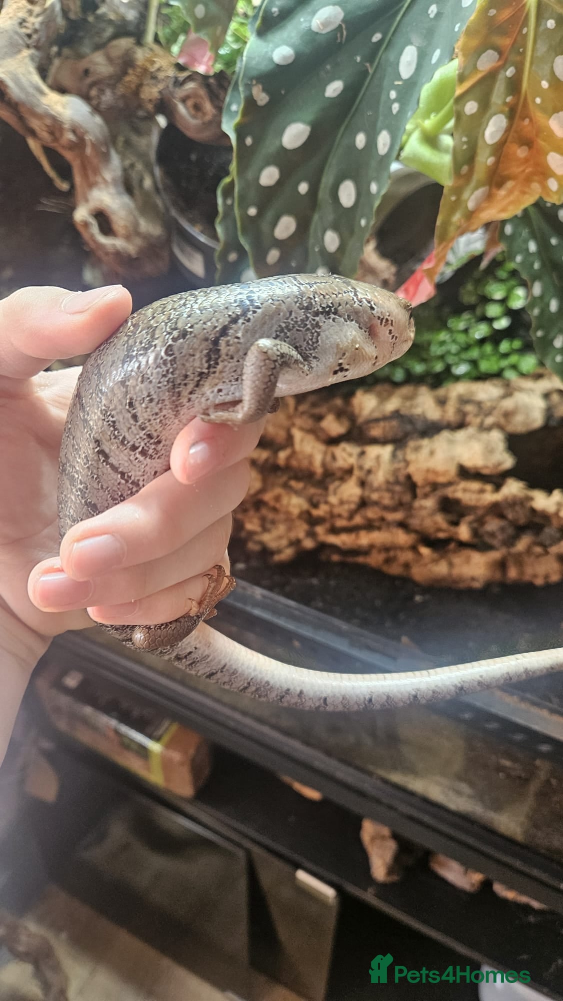Skink reptiles Pink toungh skinks  - Advert 8