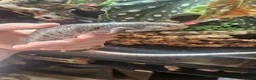 Skink reptiles for sale: Pink toungh skinks  - Advert 4