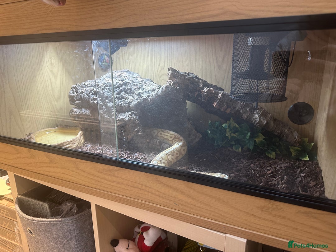 Python Snake reptiles for sale: Ball python - Advert 8