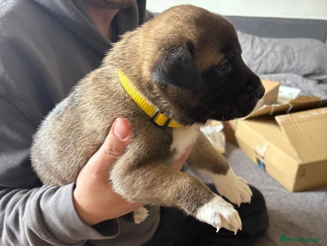 Mixed Breed dogs for sale: Akita(husky)/ Labrador puppies in Gillingham - Advert 2