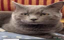 Chartreux cats for sale: ADOPTION - Perfect Cat - Rare Breed - Image 3