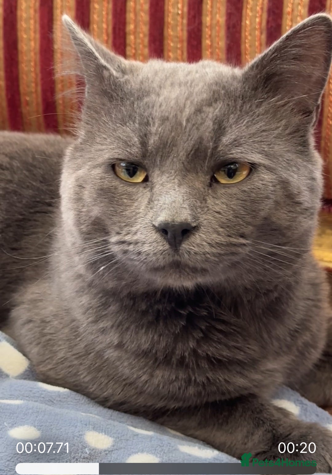 Chartreux cats for sale: ADOPTION - Perfect Cat - Rare Breed - Image 3