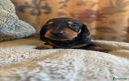 Miniature Dachshund dogs for sale: Lovely Mini Daschunds Looking For A Forever Sofa - Image 8