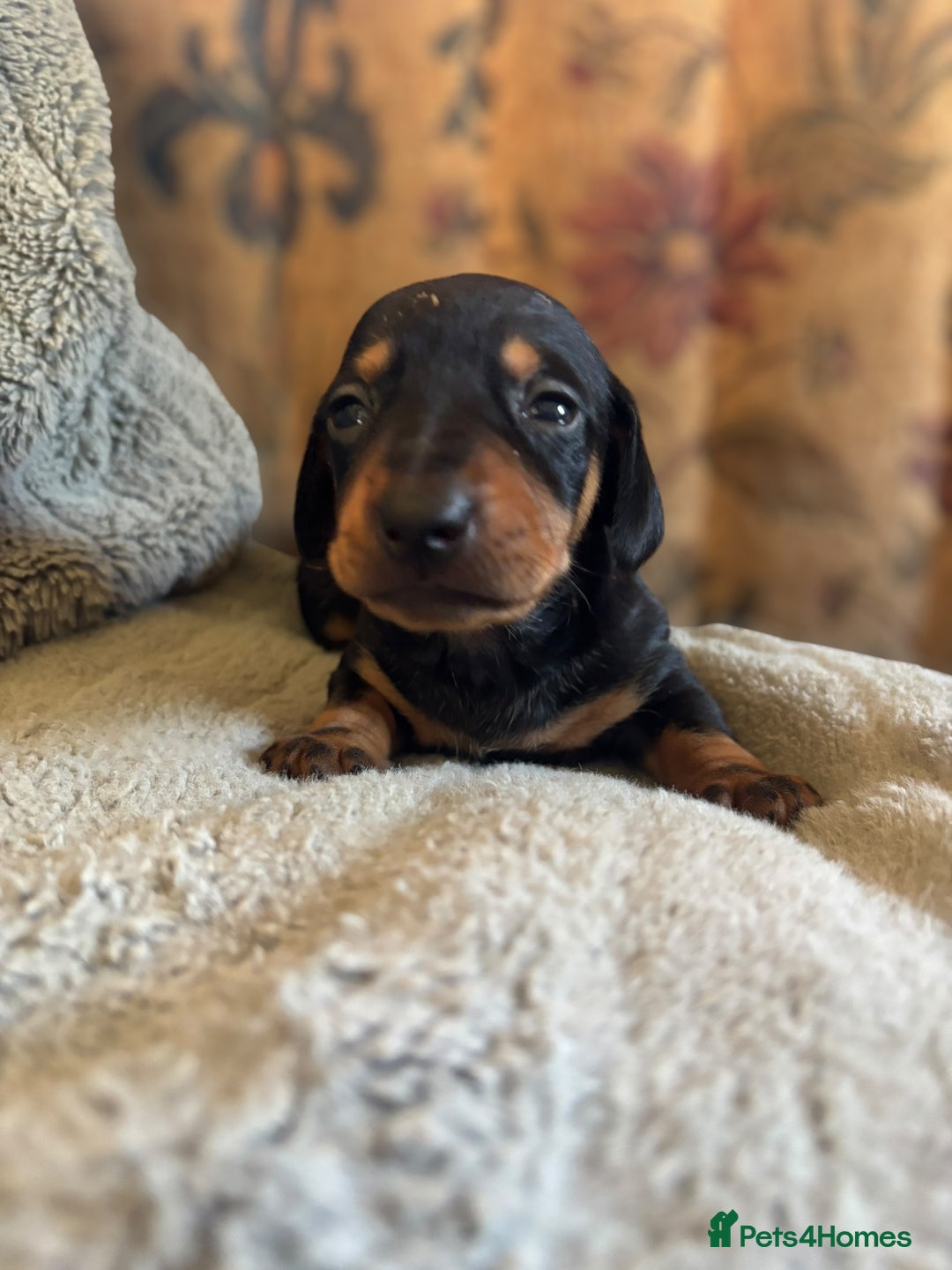 Miniature Dachshund dogs for sale: Lovely Mini Daschunds Looking For A Forever Sofa - Image 8