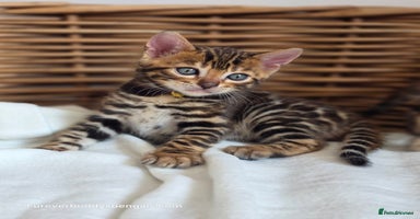 Bengal cats - Advert 6