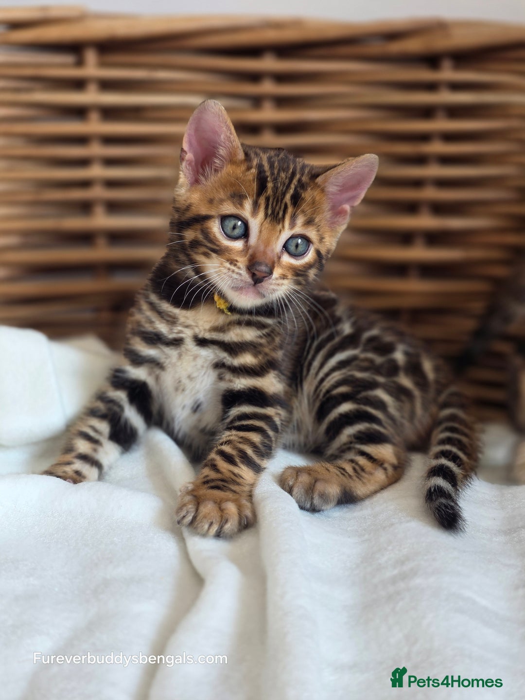 Bengal cats for sale: Gorgeous Pedigree Bengal Kittens  - Image 3