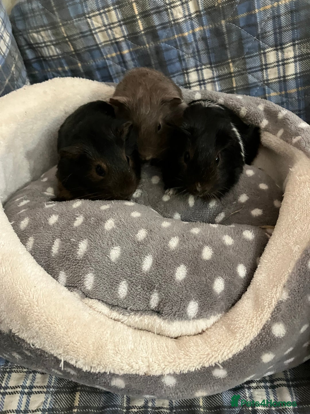 Guinea Pig rodents for sale: Lots of lovely baby boy guinea pigs - Advert 26