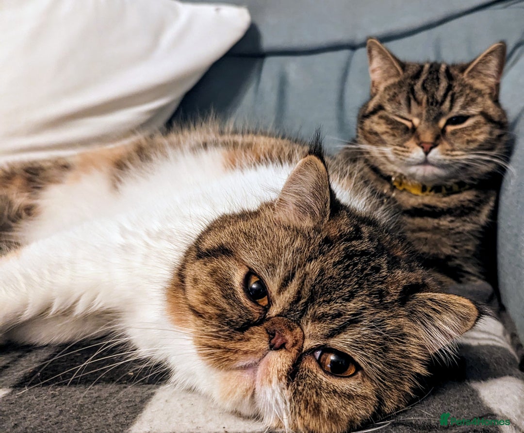 Exotic cats for sale: Ideal pet looking for loving home - Image 2