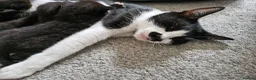 Mixed Breed cats for sale: Sweet kittens in Guildford - Advert 1