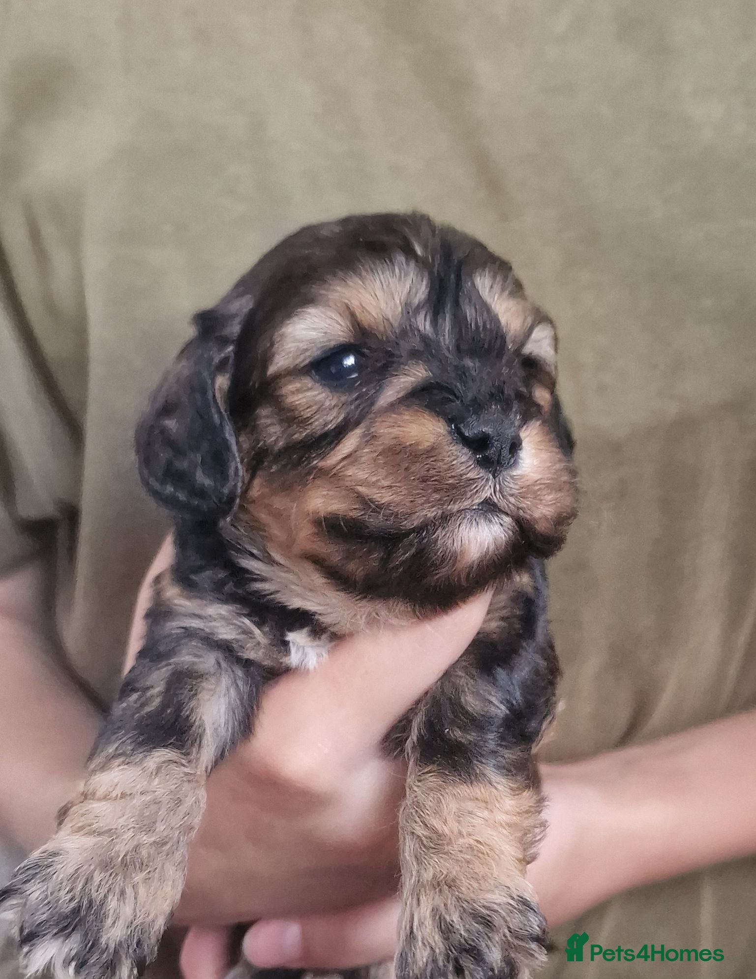 Cavapoo dogs Cavapoos poodle/cavapoos outstanding puppies - Advert 17