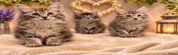 Kurilian Bobtail cats for sale: Beautiful silver tabby Kurilian bobtail kittens  in Stoke-on-Trent - Advert 6